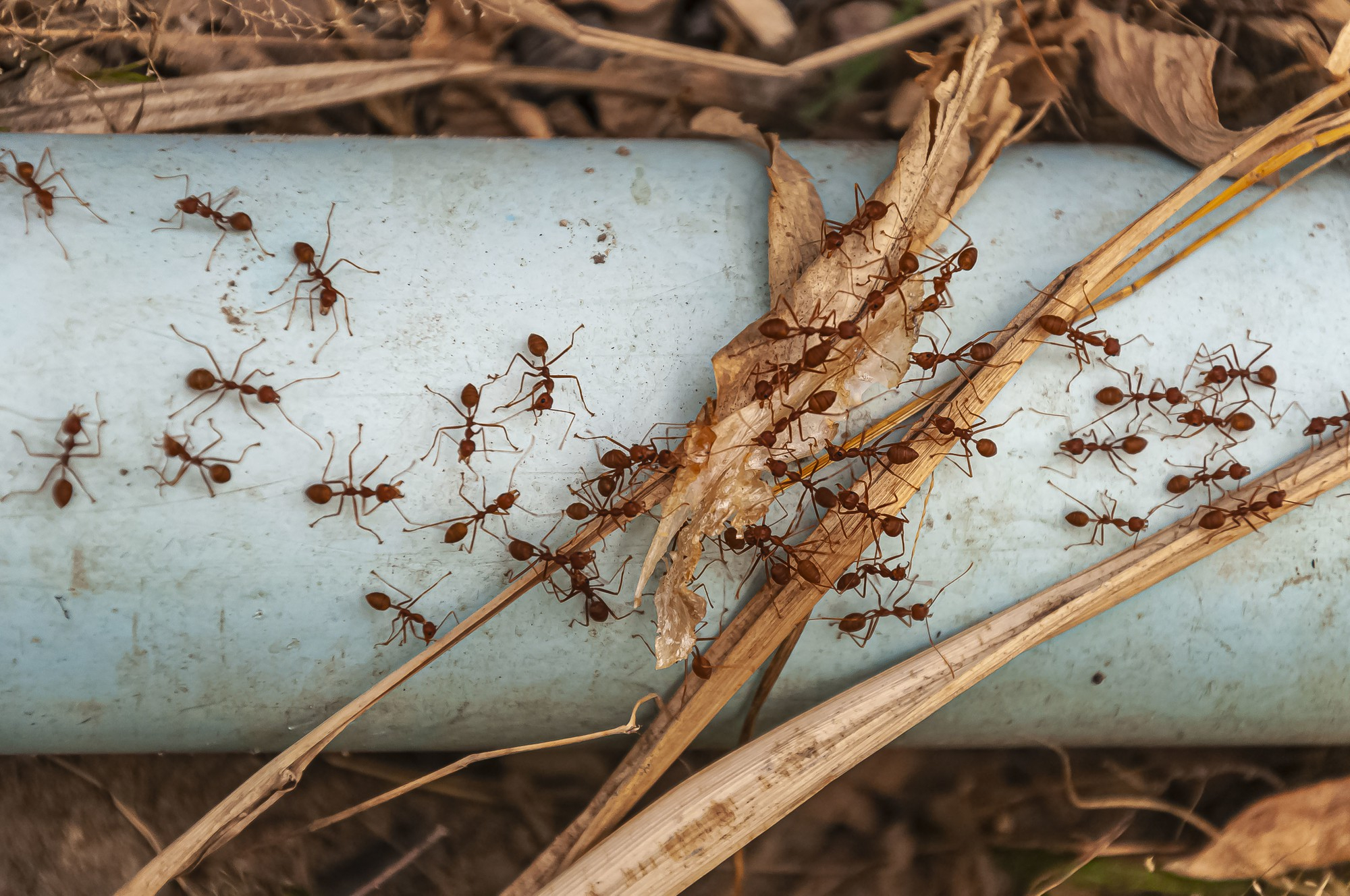 Traitement fourmis - Sécuriser vos espaces de vie face aux colonnes d’insectes