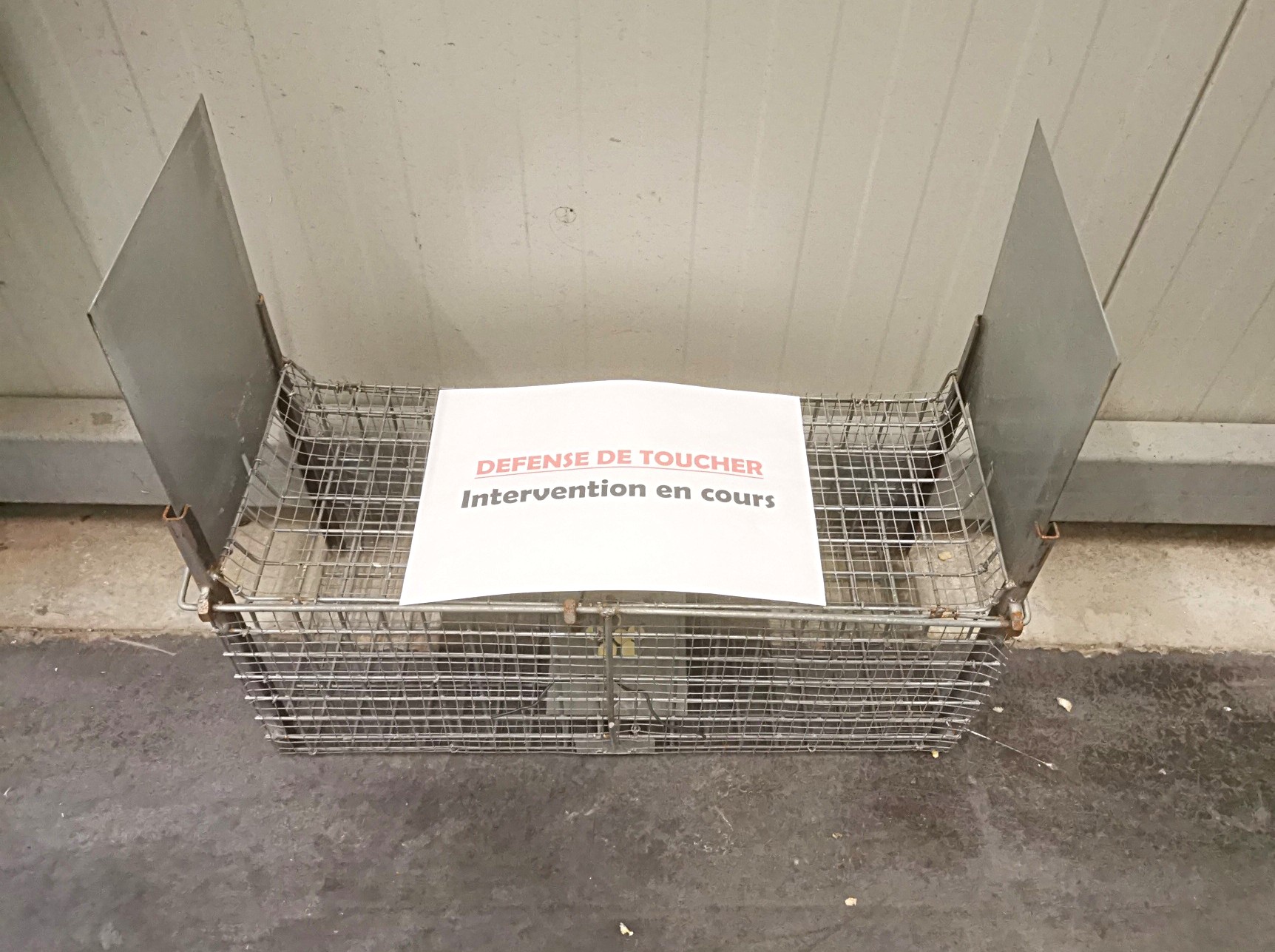 Dératisation rats et souris - dératisation par piège à cage